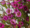 Purple Wax Flower - Wild Little Roses