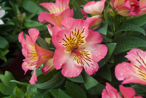 Alstroemeria - Wild Little Roses