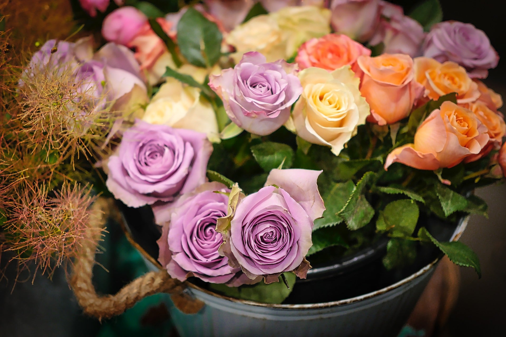 Wholesale Flower Fundraisers - Wild Little Roses